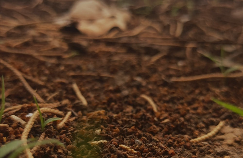 土壤重金属处理